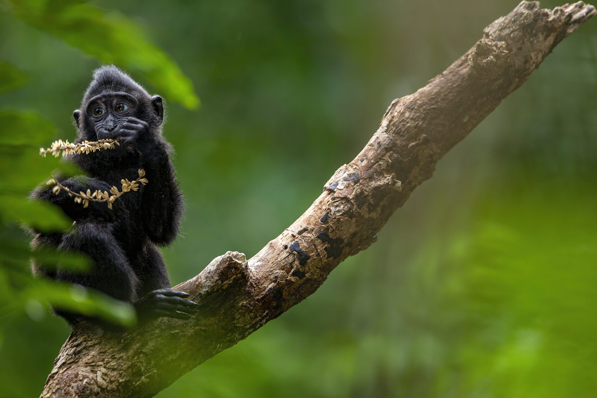 Celebes Crested Macaque, Sulawesi